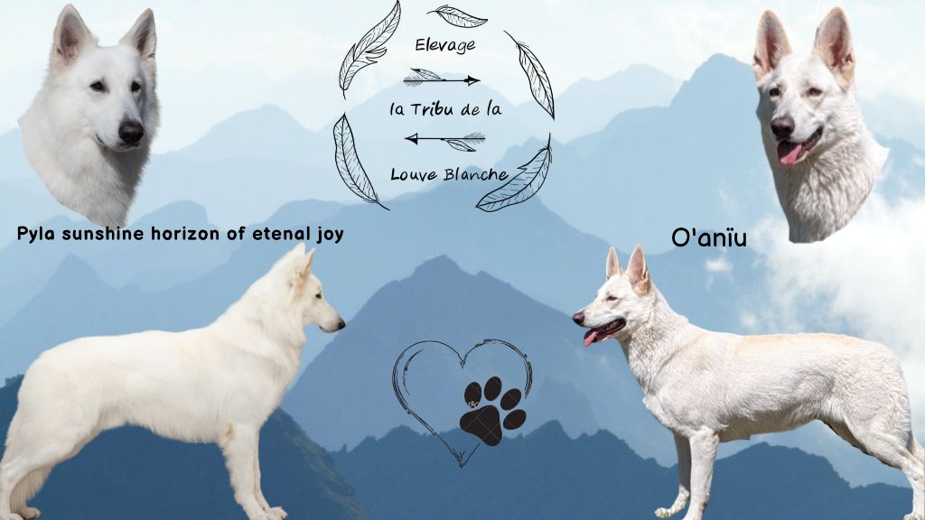 De La Tribu De La Louve Blanche - Mariage O' aniu et Pyla sunshine horizon of eternal joy