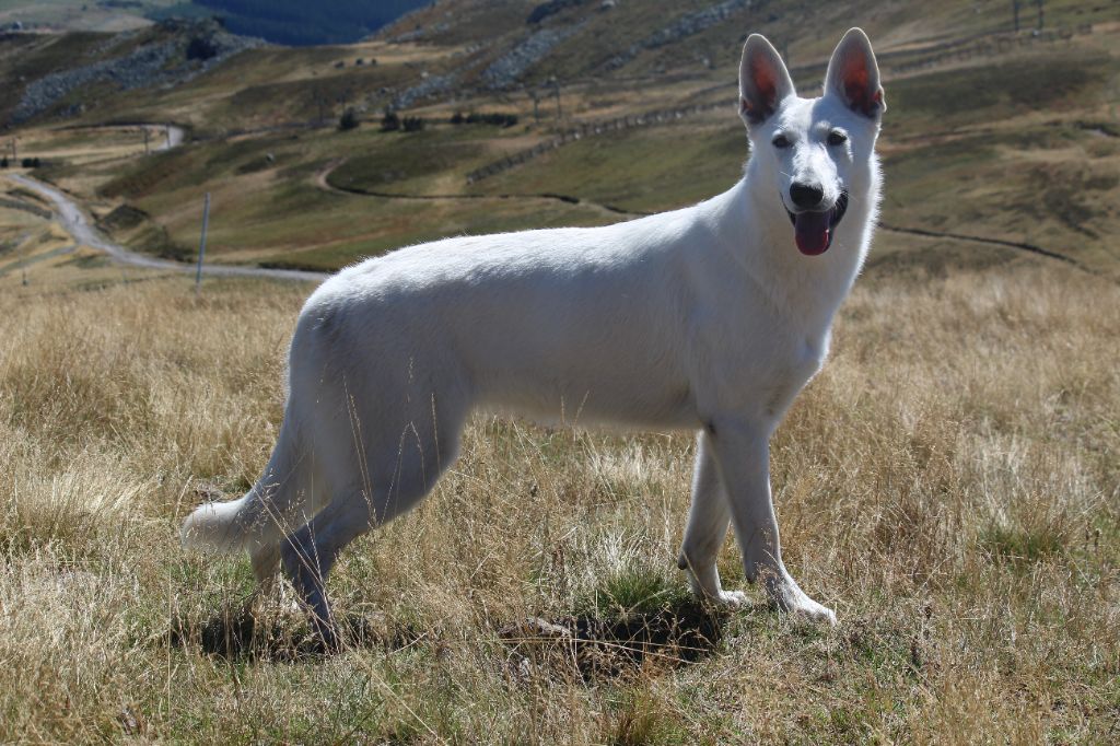 Stinka De La Tribu De La Louve Blanche