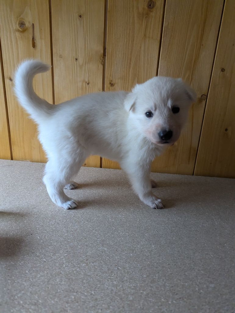 De La Tribu De La Louve Blanche - Chiot disponible  - Berger Blanc Suisse