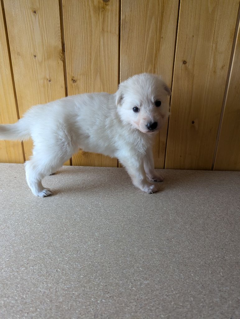 De La Tribu De La Louve Blanche - Chiot disponible  - Berger Blanc Suisse