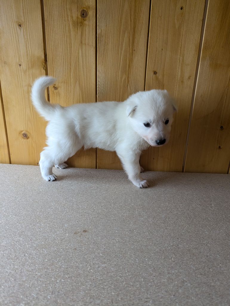 De La Tribu De La Louve Blanche - Chiot disponible  - Berger Blanc Suisse