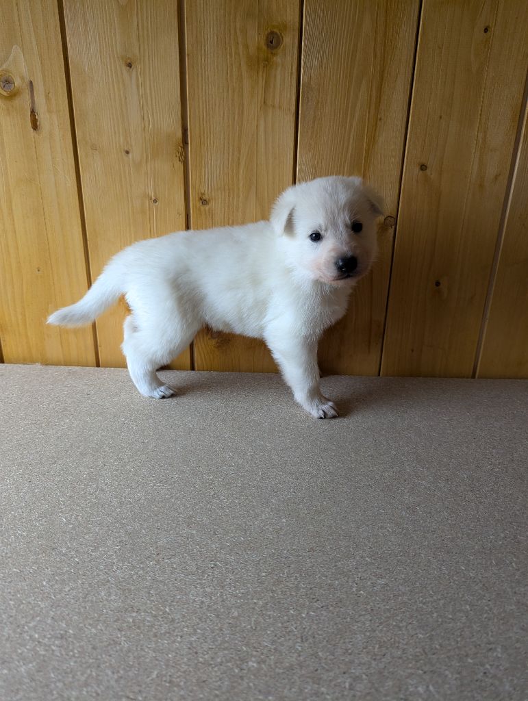 De La Tribu De La Louve Blanche - Chiot disponible  - Berger Blanc Suisse