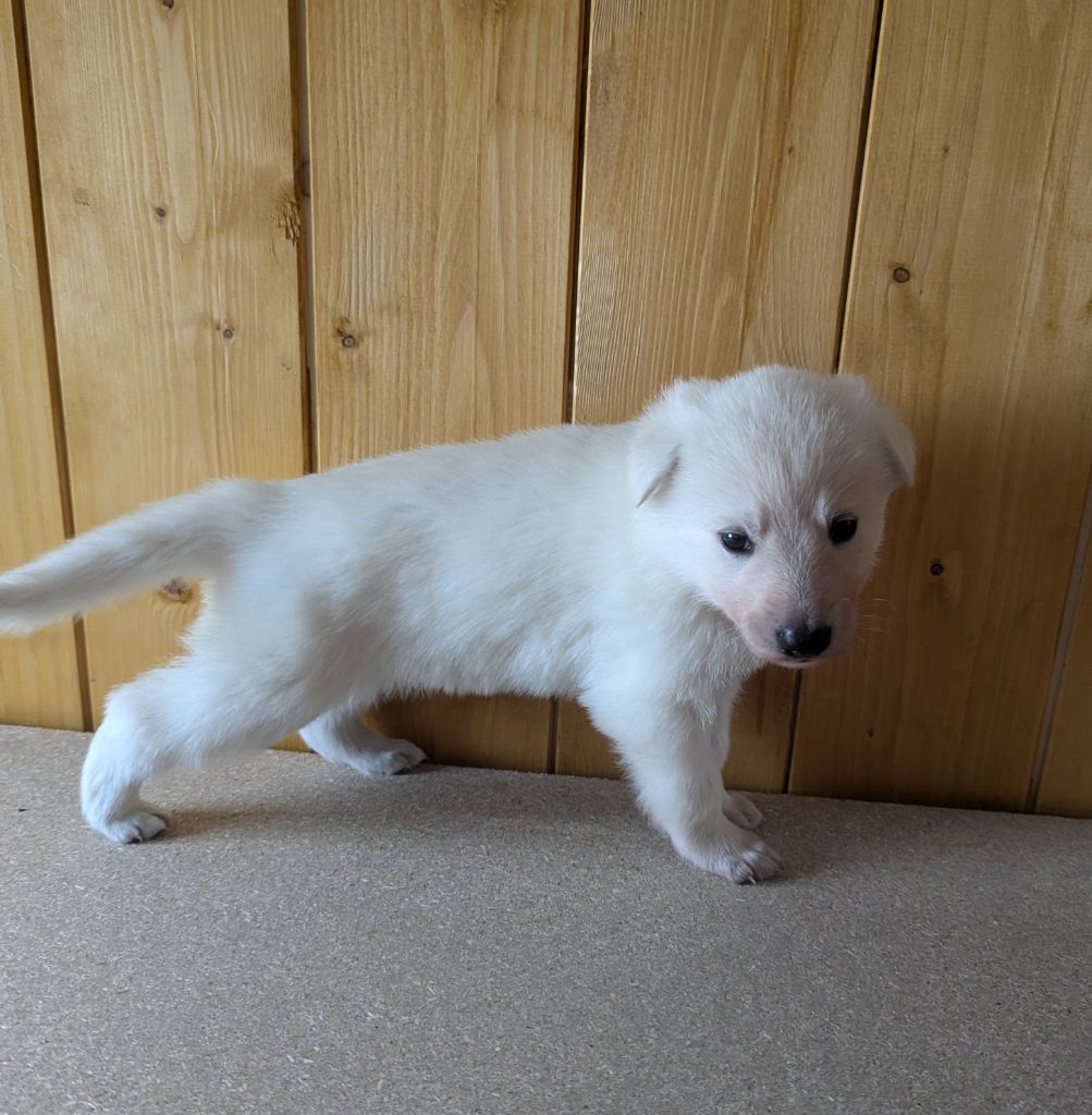 De La Tribu De La Louve Blanche - Chiot disponible  - Berger Blanc Suisse