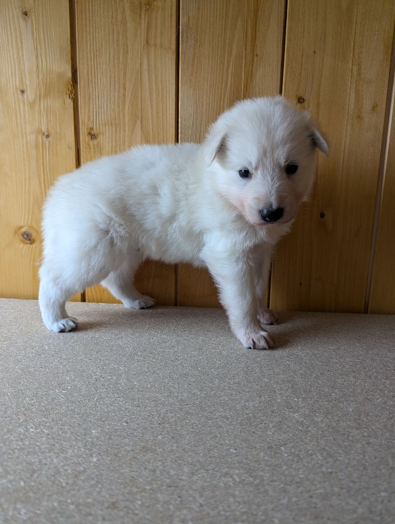 De La Tribu De La Louve Blanche - Chiot disponible  - Berger Blanc Suisse