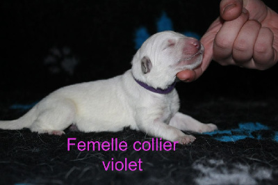 collier violet