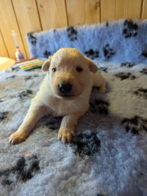 CHIOT collier jaune 