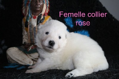 collier rose 