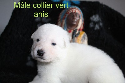 collier vert anis