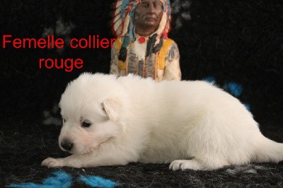 collier rouge 