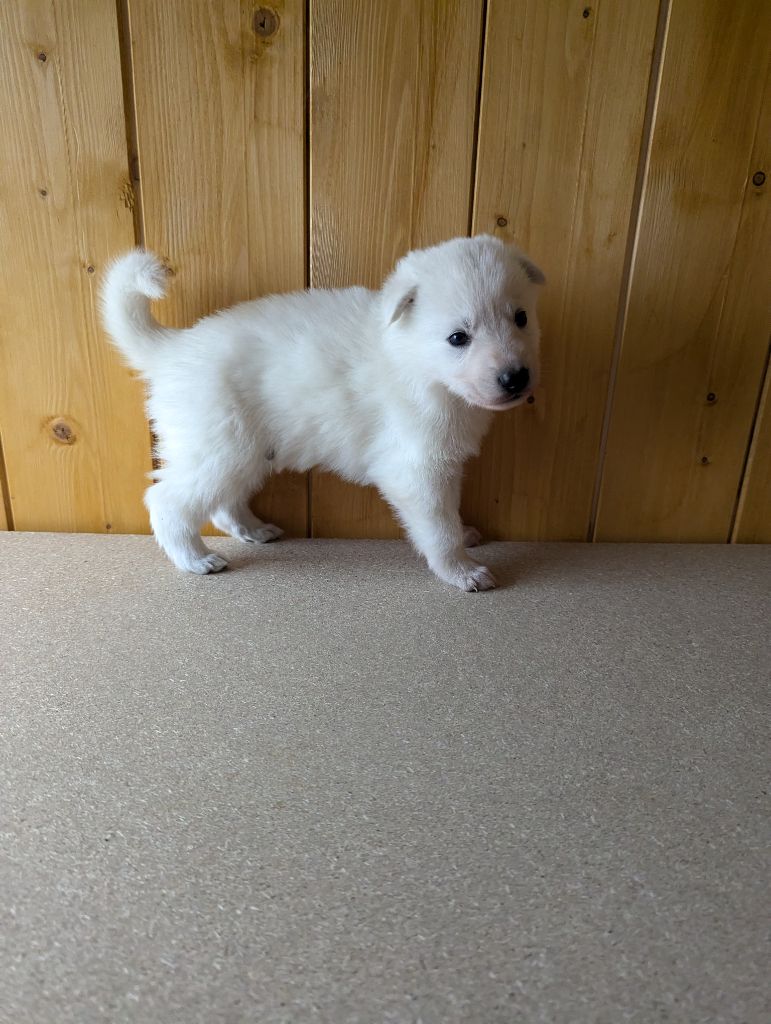 De La Tribu De La Louve Blanche - Chiot disponible  - Berger Blanc Suisse