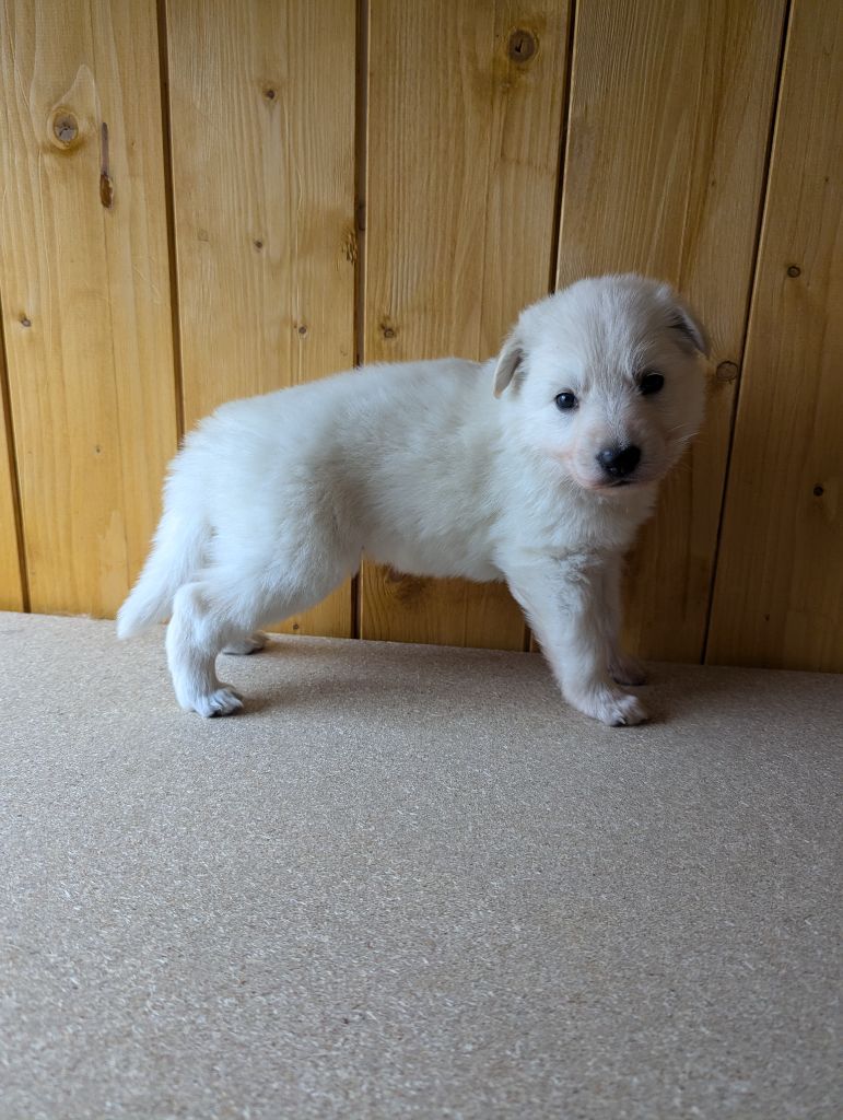 De La Tribu De La Louve Blanche - Chiot disponible  - Berger Blanc Suisse