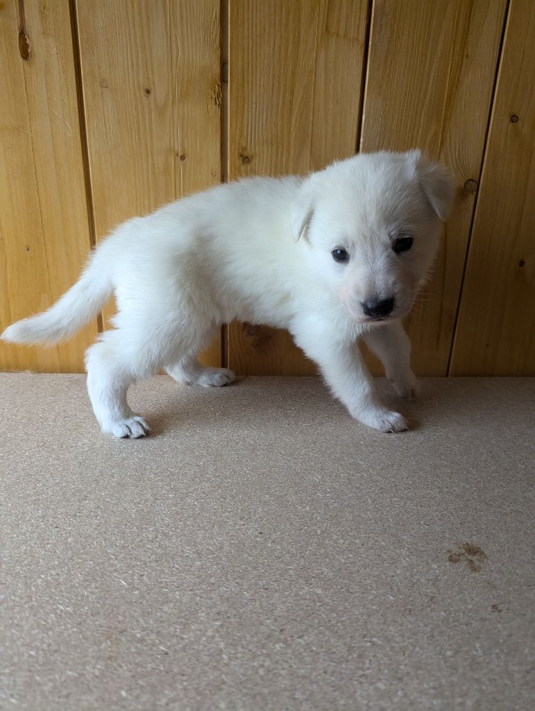 De La Tribu De La Louve Blanche - Chiot disponible  - Berger Blanc Suisse