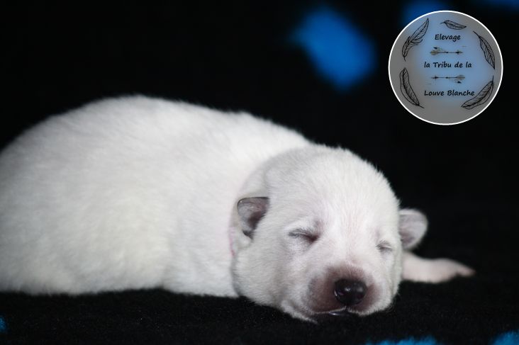 De La Tribu De La Louve Blanche - Berger Blanc Suisse - Portée née le 11/09/2021