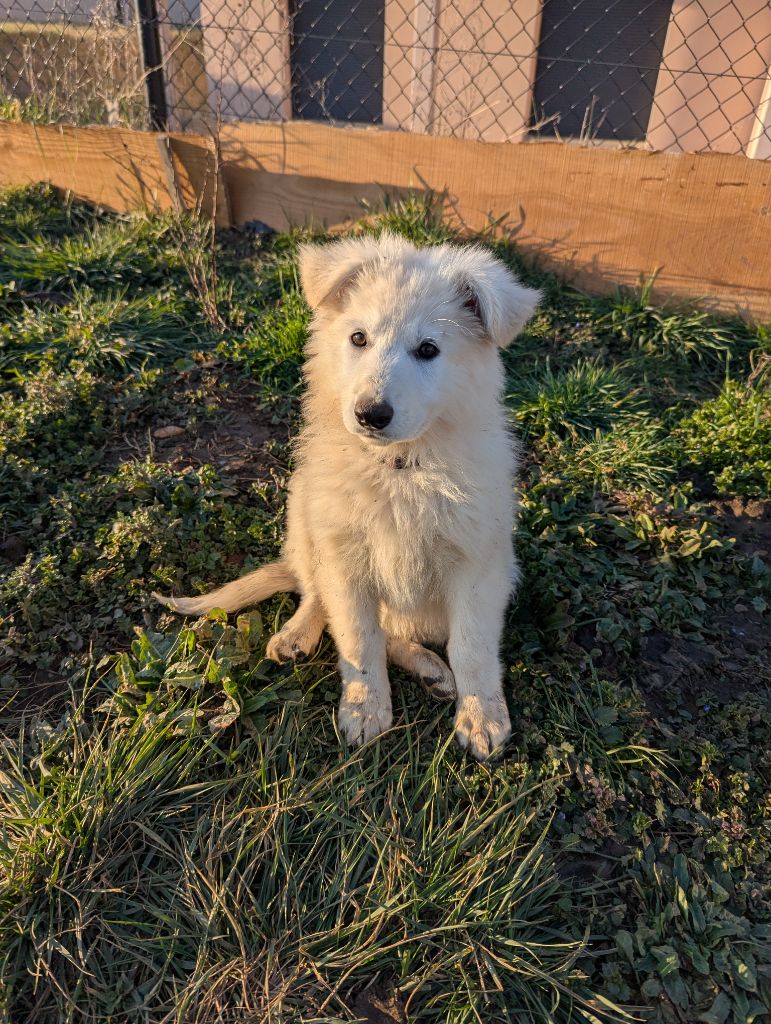 De La Tribu De La Louve Blanche - Chiots disponibles - Berger Blanc Suisse